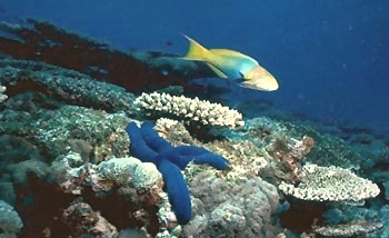 great barrier reef, yellow fish with light blue features, dark blue starfish on coral